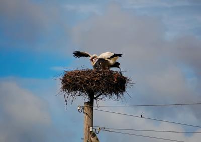 Прикрепленное изображение: 0682r.jpg